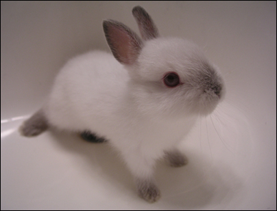 FLUFFY BABY BUNNY